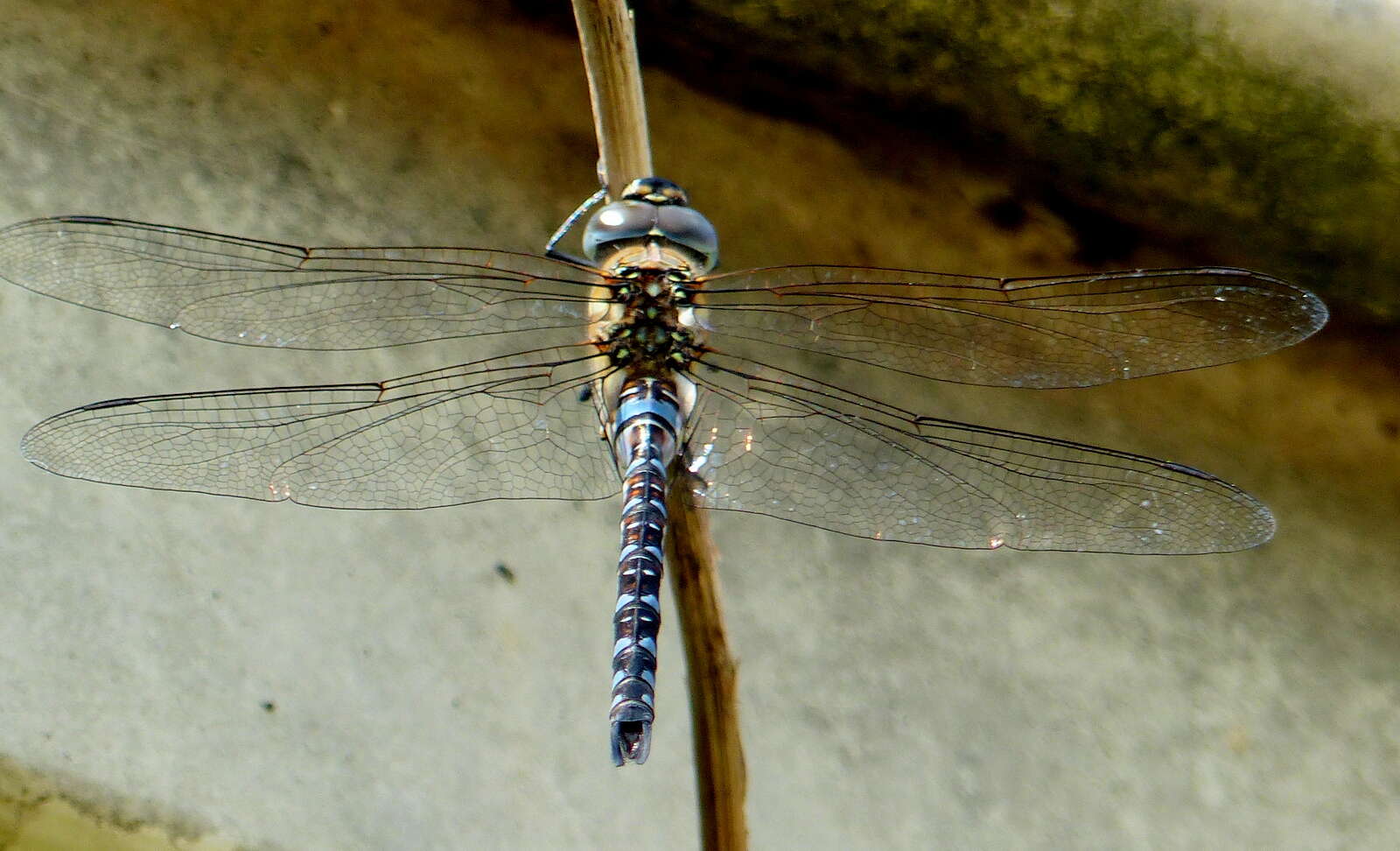 Image of Migrant Hawker