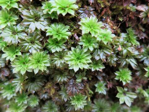 Image of Ontario rhodobryum moss