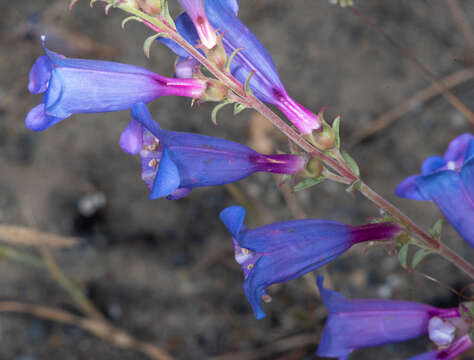 Image of Purdy's penstemon