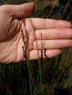 Image of Machaerina juncea (R. Br.) T. Koyama