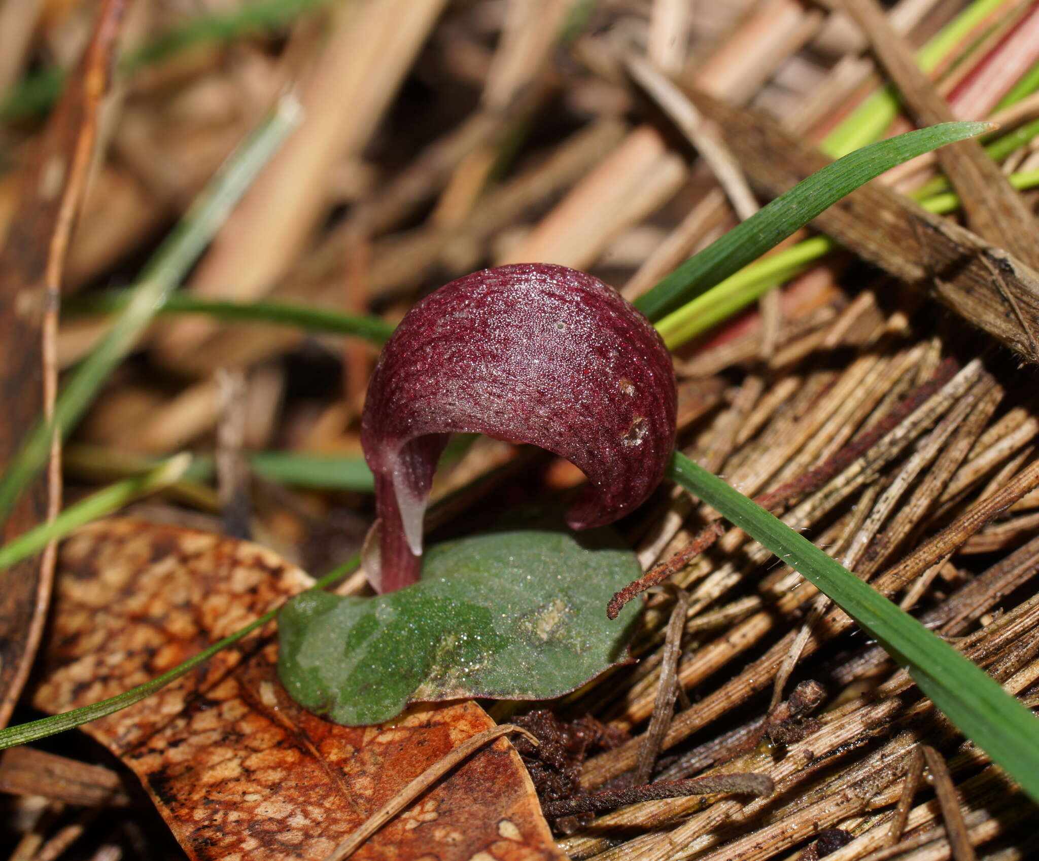 Image de Corybas aconitiflorus Salisb.