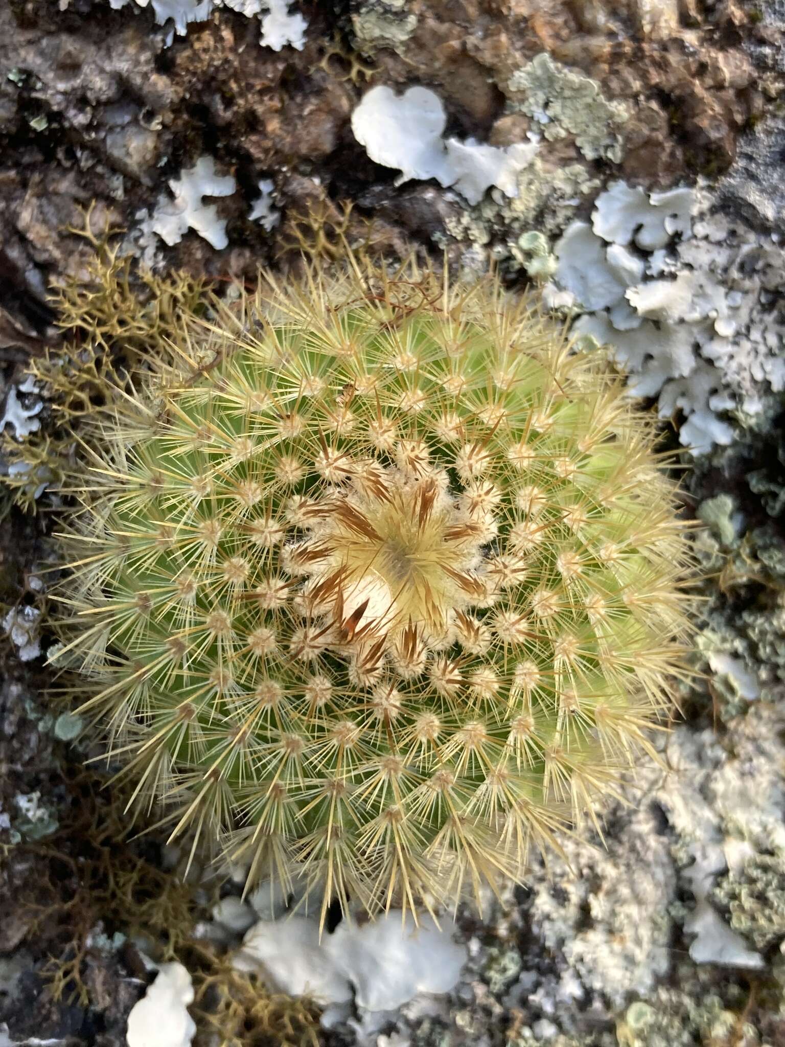 Parodia scopa (Spreng.) N. P. Taylor resmi