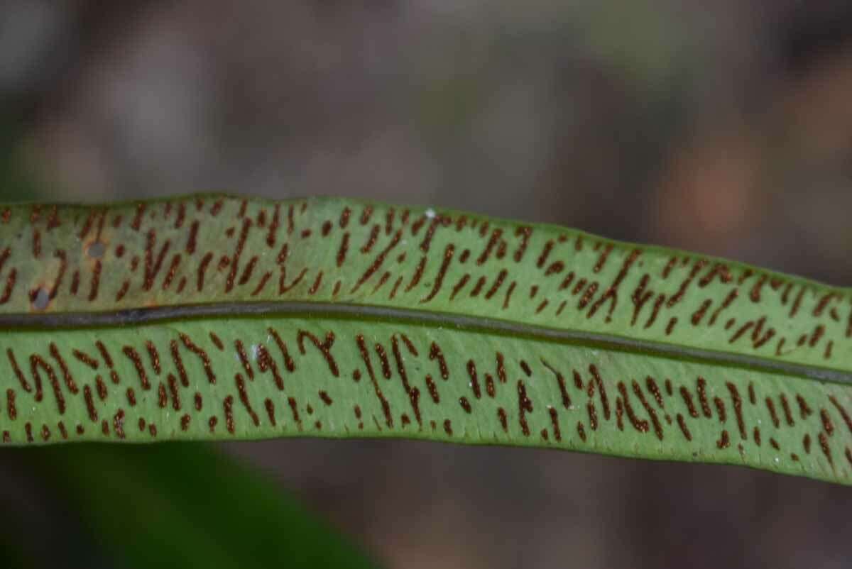 صورة Taenitis pinnata (J. Sm.) Holtt.