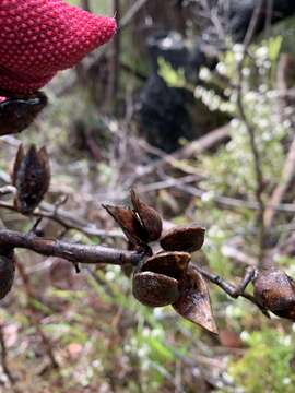 Image of Hakea amplexicaulis R. Br.