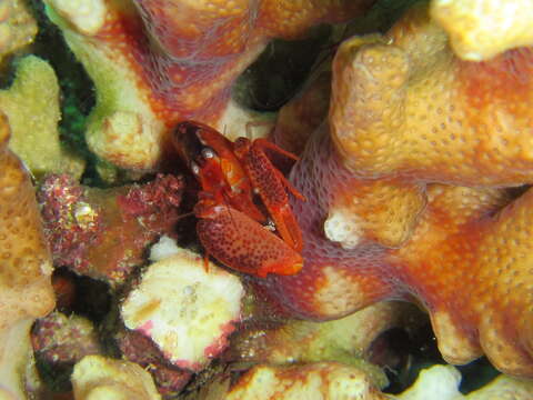 Image of coral snapping shrimp