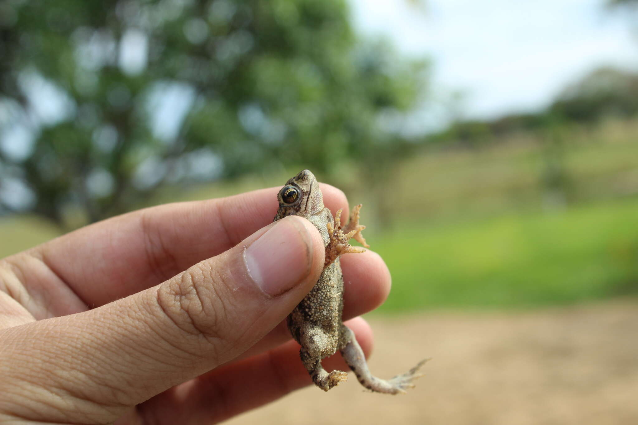 Image of Rhinella beebei (Gallardo 1965)