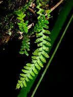 Image of Jamaican lellingeria