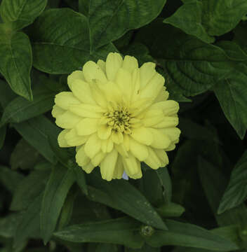 Image of narrowleaf zinnia