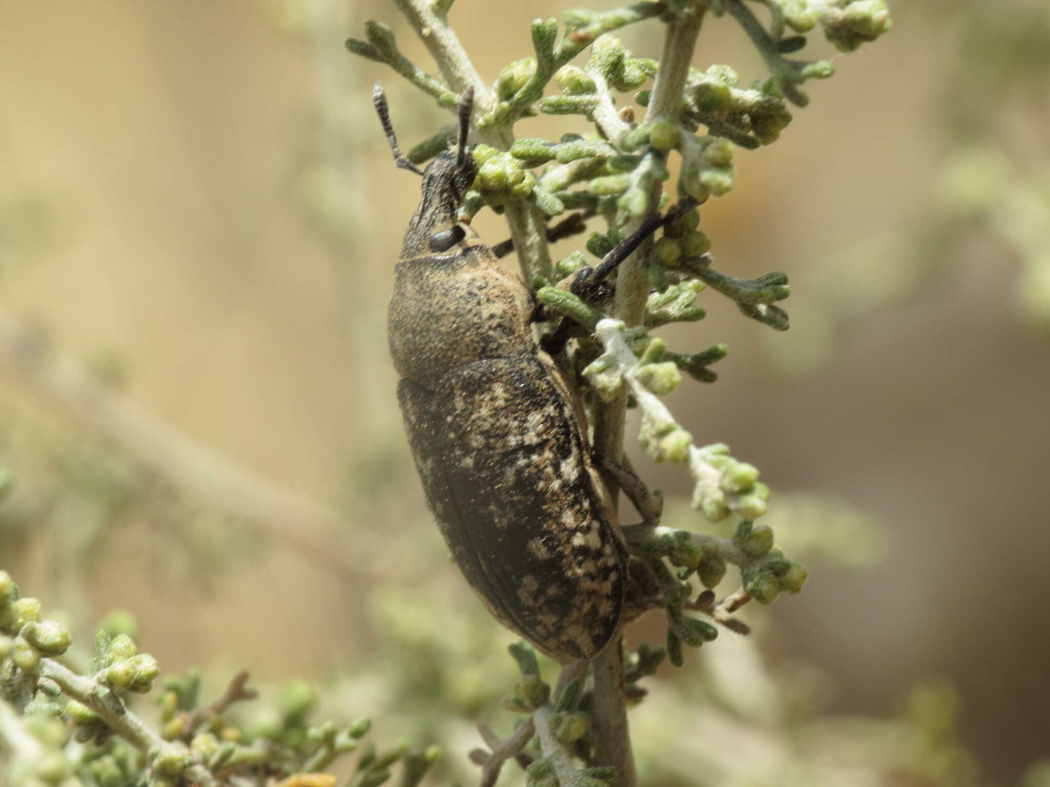 Sivun Leucomigus tesselatus kuva