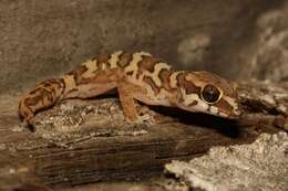 Image of Smith's Thick-toed Gecko