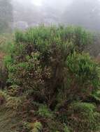 Image of Erica triflora var. triflora