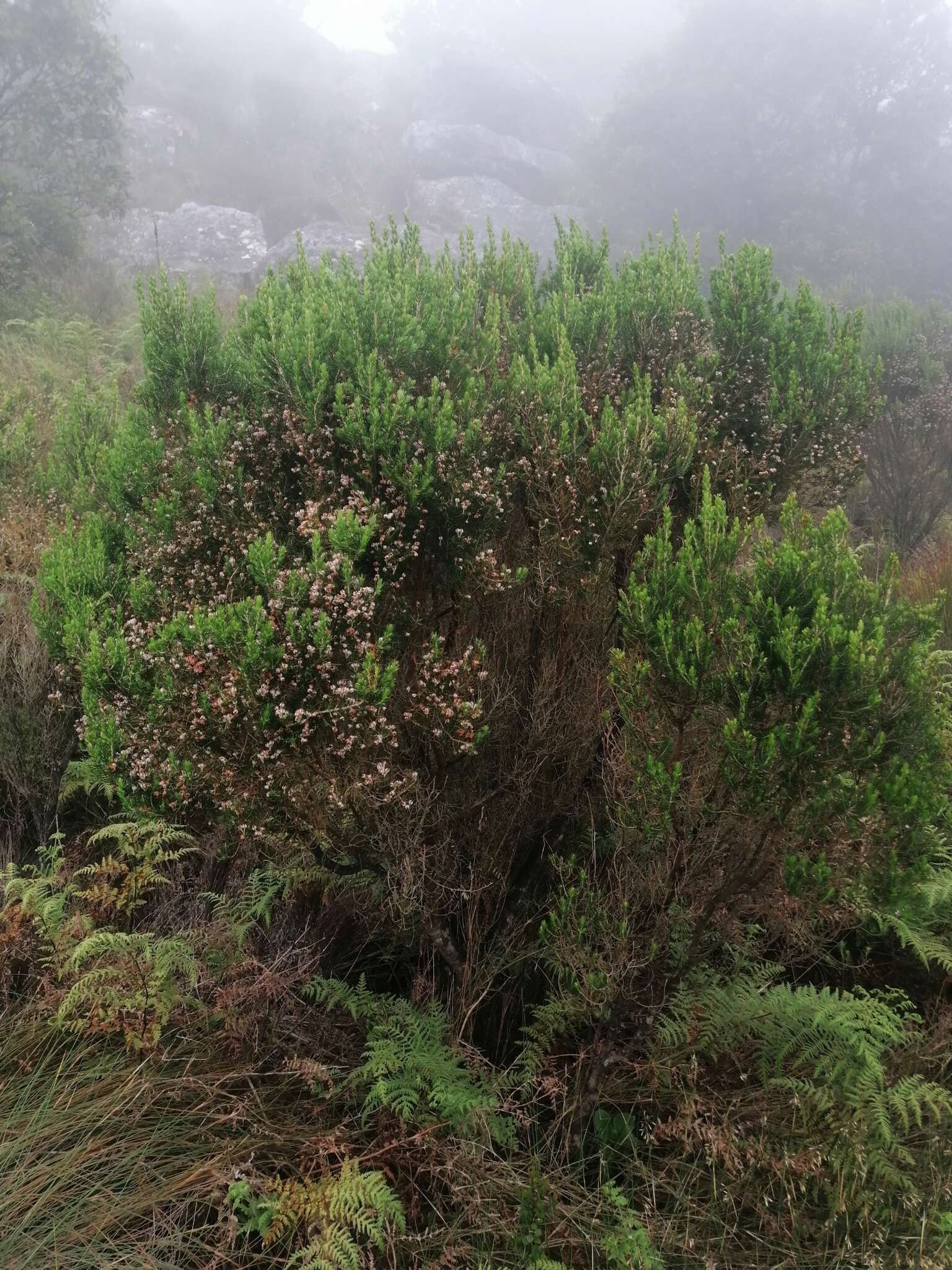 Image of Erica triflora var. triflora