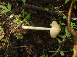 Image of straw mushroom