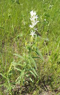 Lysimachia barystachys Bunge resmi