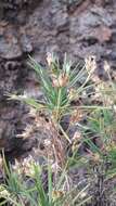 Plantago arborescens subsp. arborescens resmi