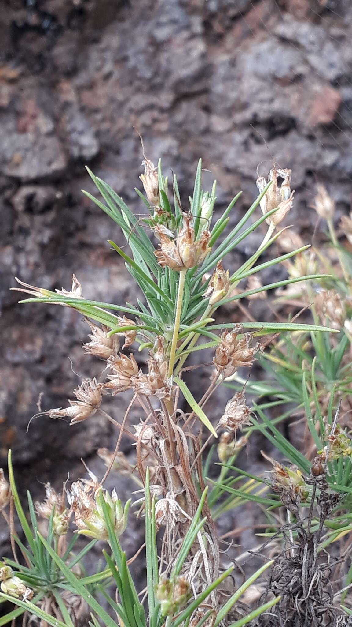 Plantago arborescens subsp. arborescens resmi