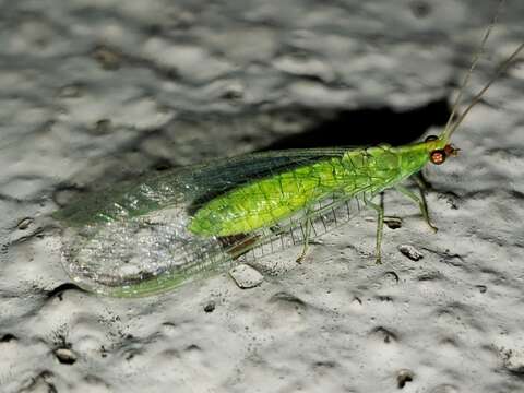 Image of Chrysopodes (Neosuarius) collaris (Schneider 1851)