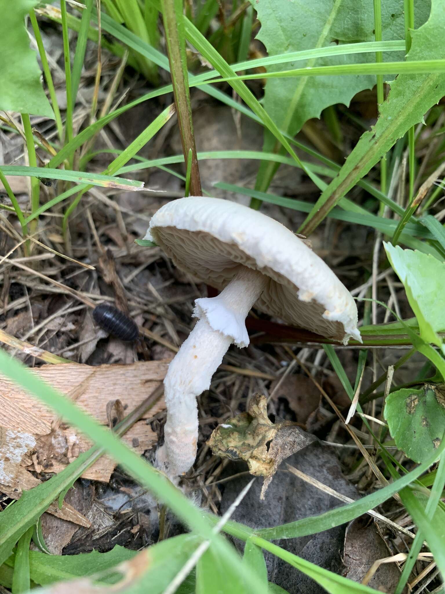 Слика од Saproamanita prairiicola (Peck) Redhead, Vizzini, Drehmel & Contu 2016