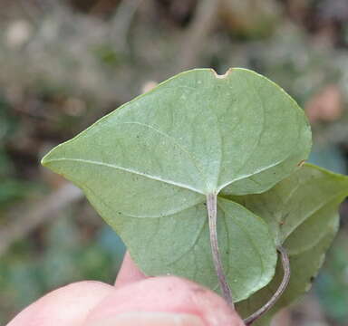 Image of Dioscorea mundii Baker