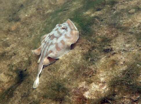 Image of Cortez Round Stingray