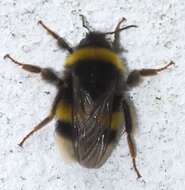 Image of Buff-tailed bumblebee