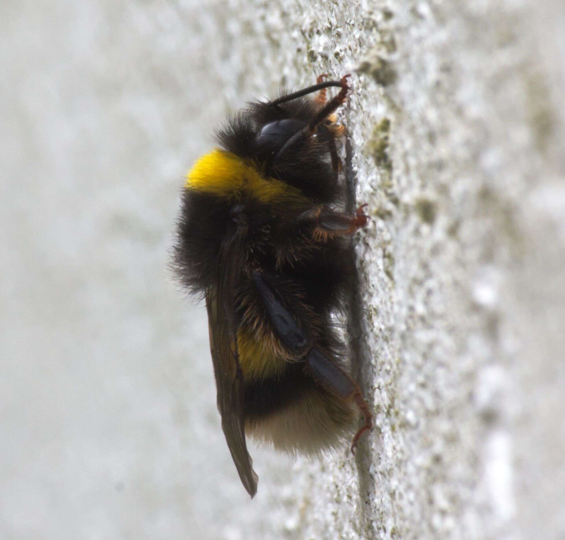 Image of Buff-tailed bumblebee