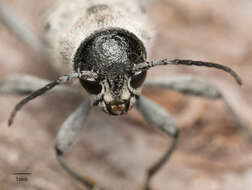 Imagem de Xylotrechus albonotatus Casey 1912