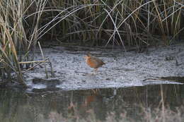 Image of Ridgway's Rail