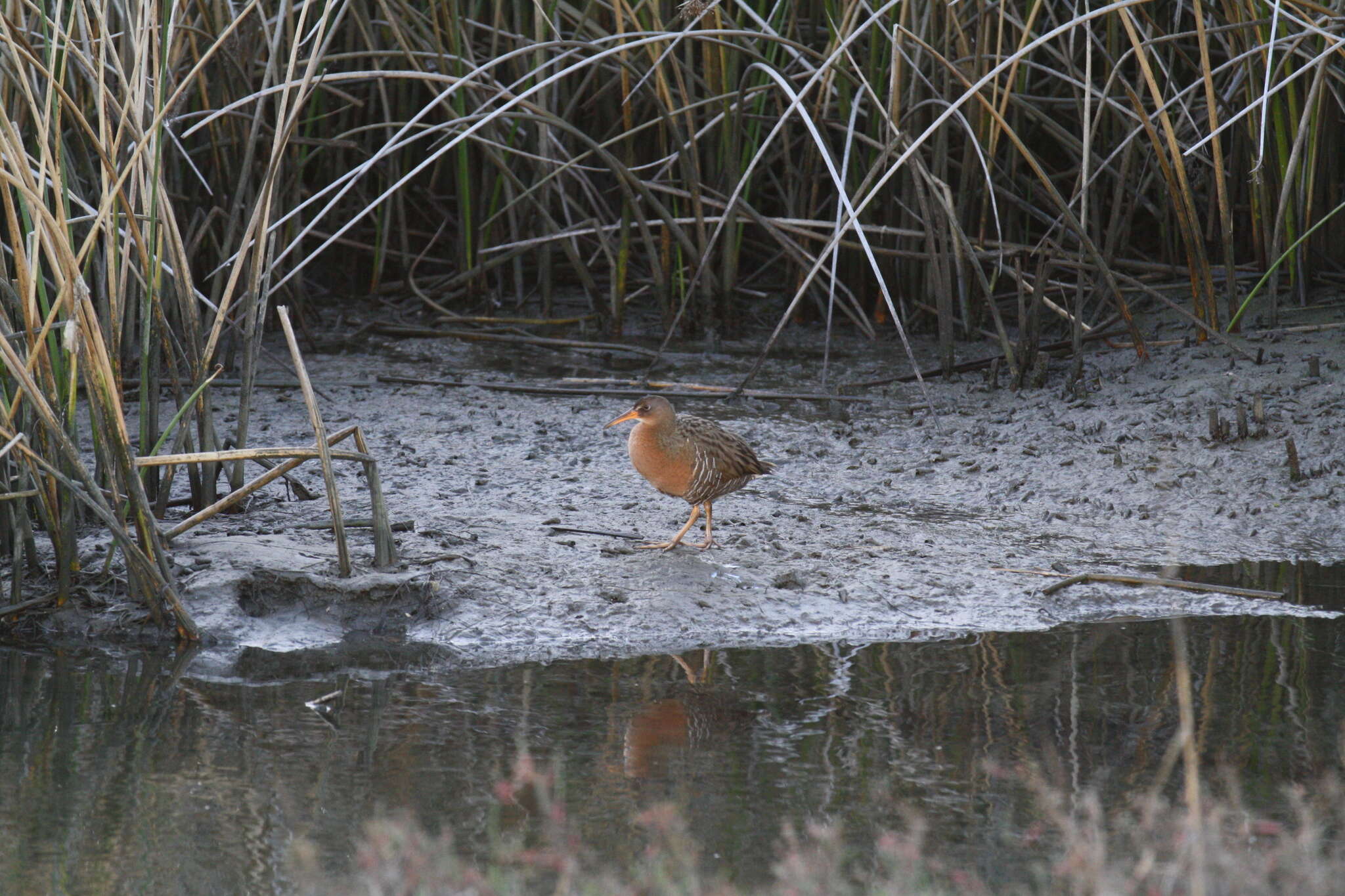 Image of Ridgway's Rail