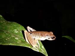 Image of Leptobrachella picta (Malkmus 1992)