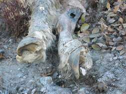 Image of muskox