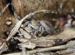 Image of Habronattus festus (Peckham & Peckham 1901)