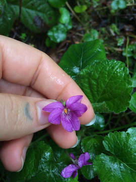 Image of sweet violet