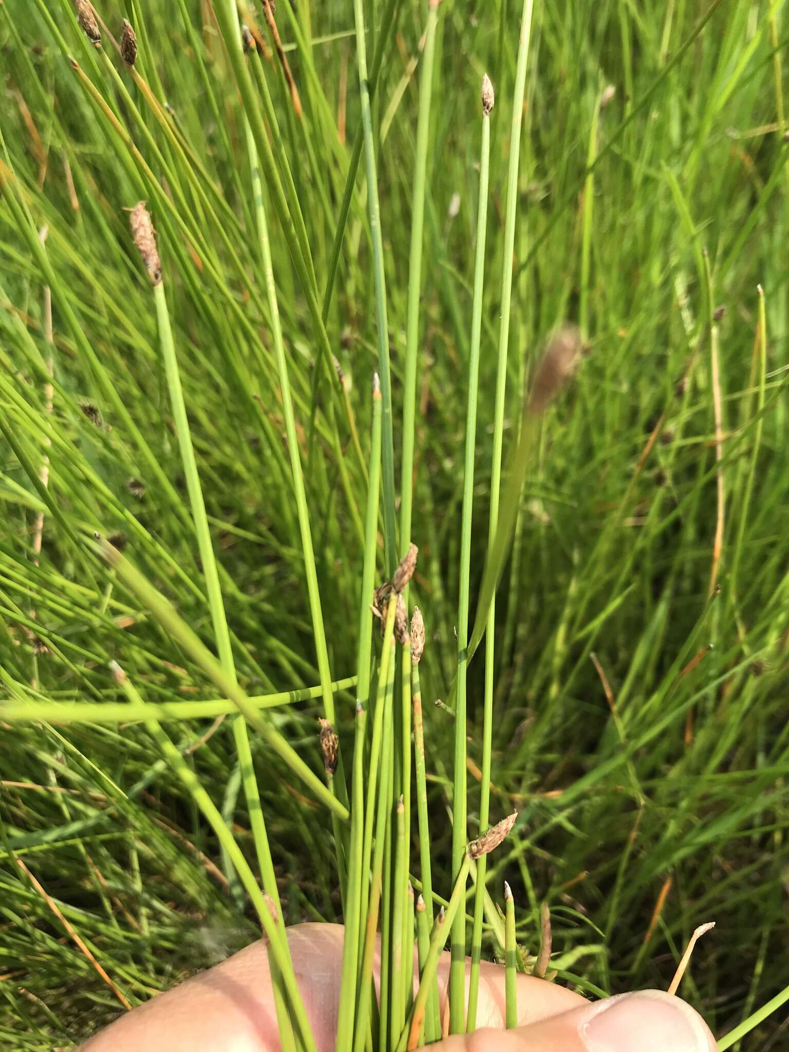 Image of Eleocharis dregeana Steud.