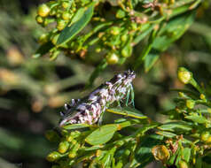 Image of Harpagomantis tricolor Linne 1758