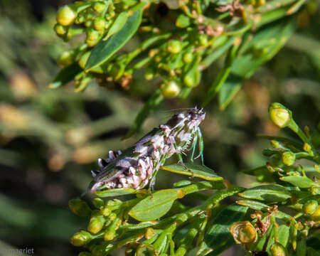 Image of Harpagomantis tricolor Linne 1758