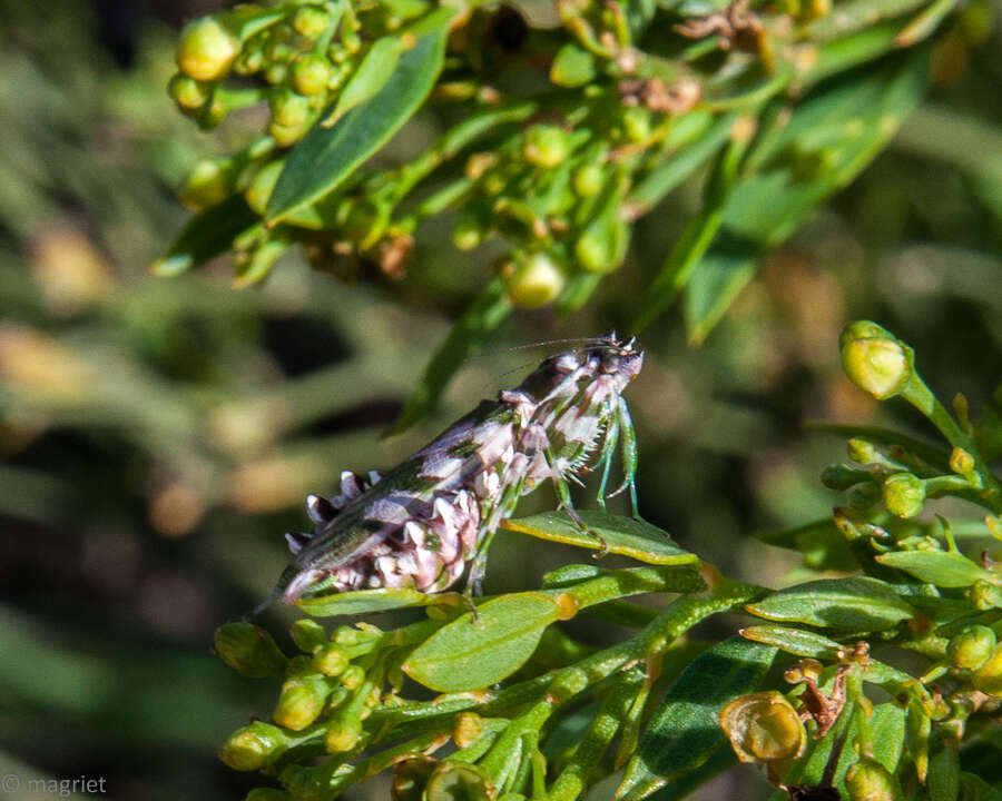 Plancia ëd Harpagomantis tricolor Linne 1758