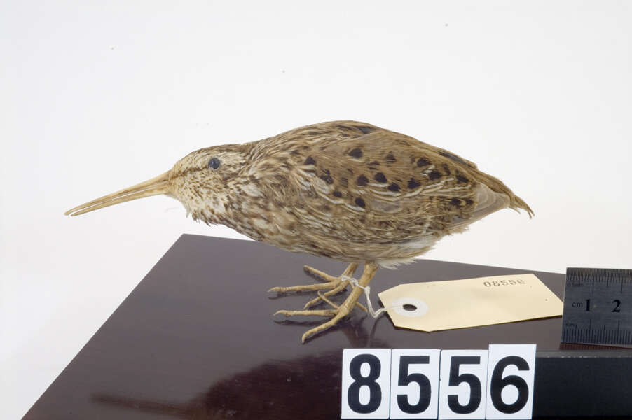 Image of Chatham Island Snipe