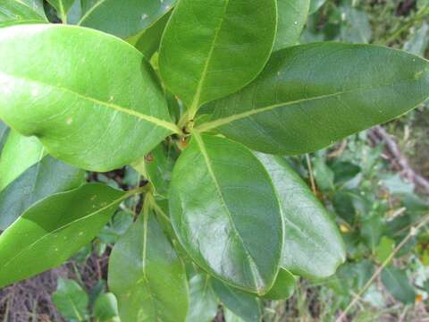 Image of Coprosma macrocarpa Cheeseman