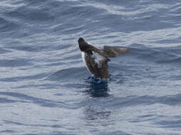 Imagem de Synthliboramphus hypoleucus (Xántus 1860)