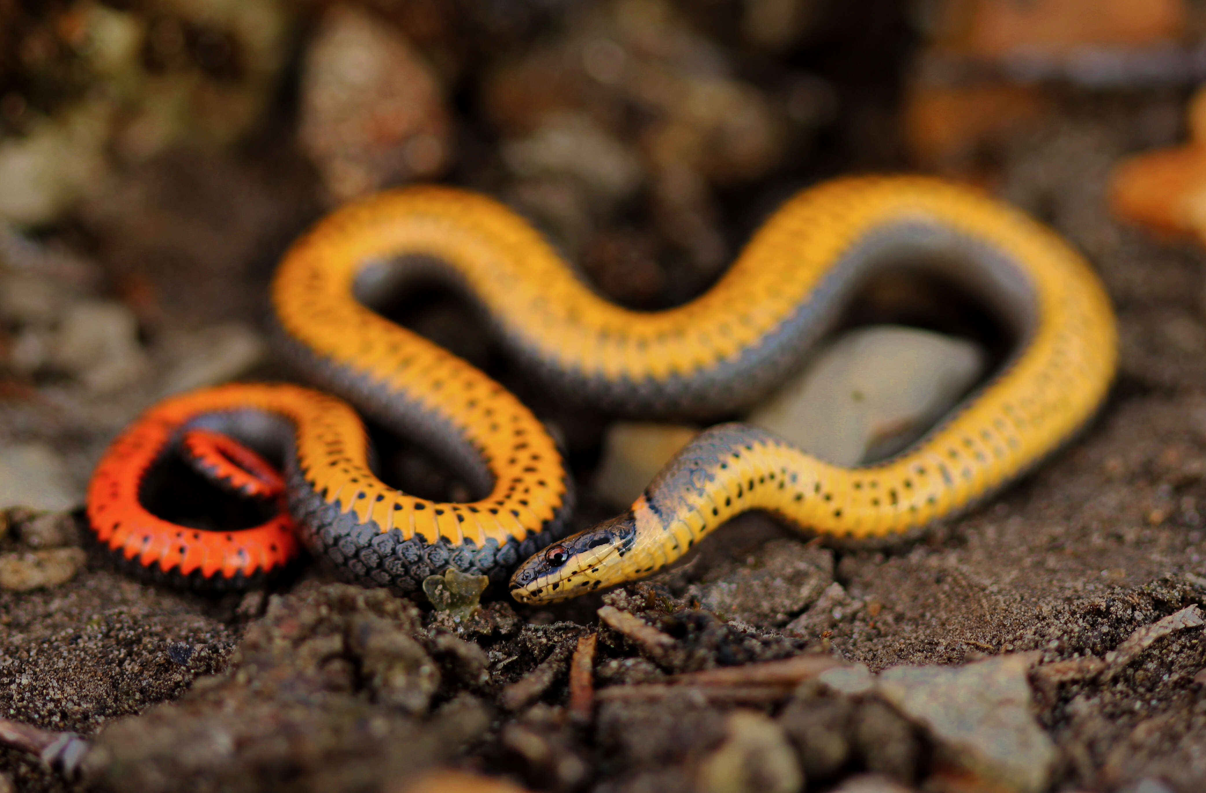 Image of Ring-necked Snake