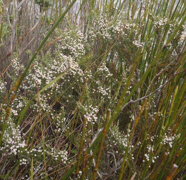 Sivun Brunia microphylla Thunb. kuva