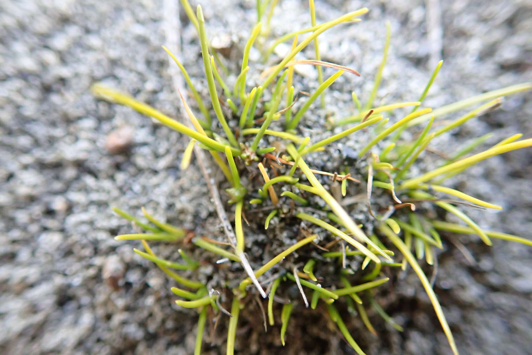 Image of Isolepis basilaris Hook. fil.