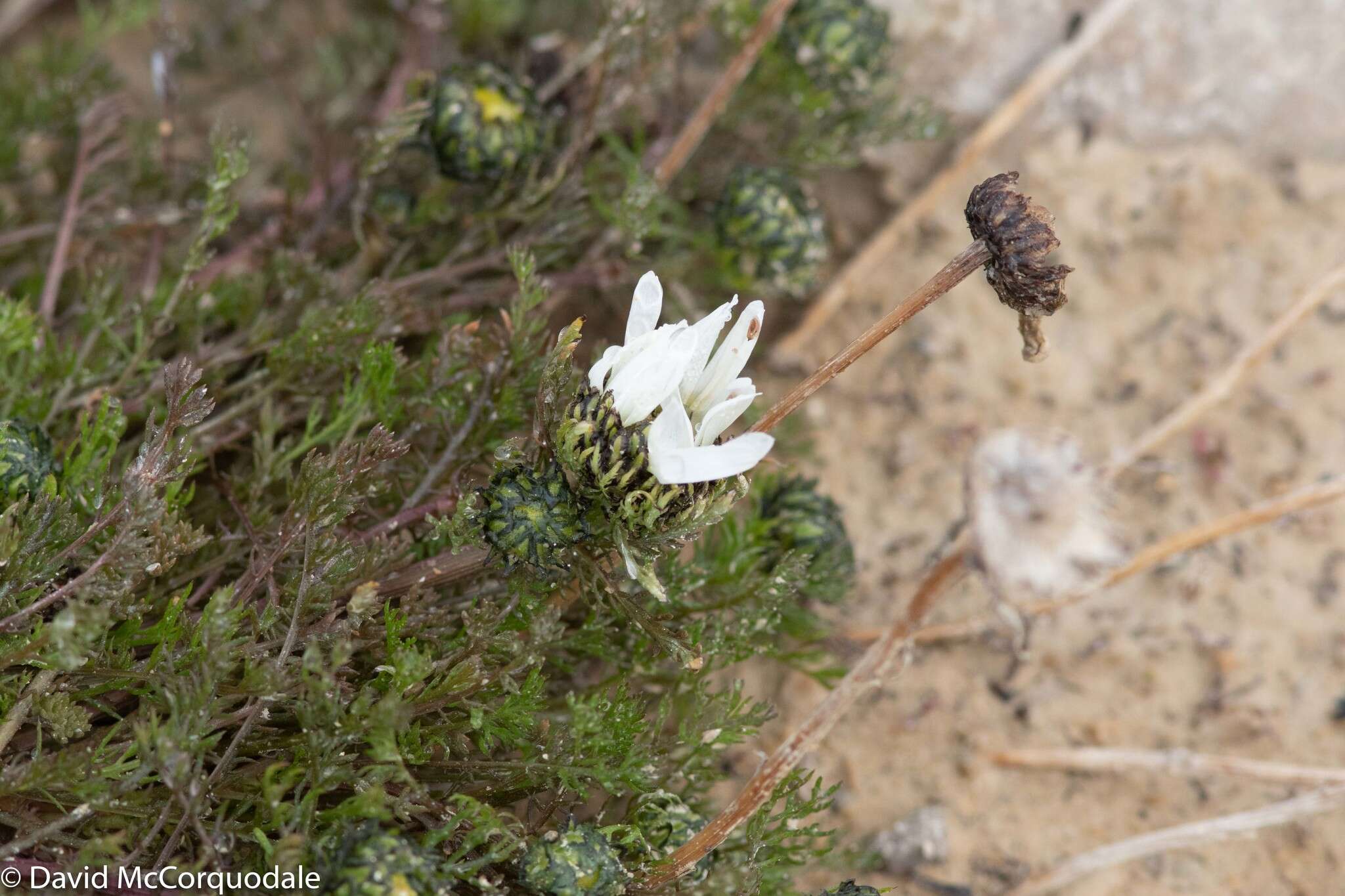 صورة Tripleurospermum hookeri Sch. Bip.