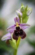 Ophrys fuciflora subsp. bornmuelleri (M. Schulze) B. Willing & E. Willing resmi