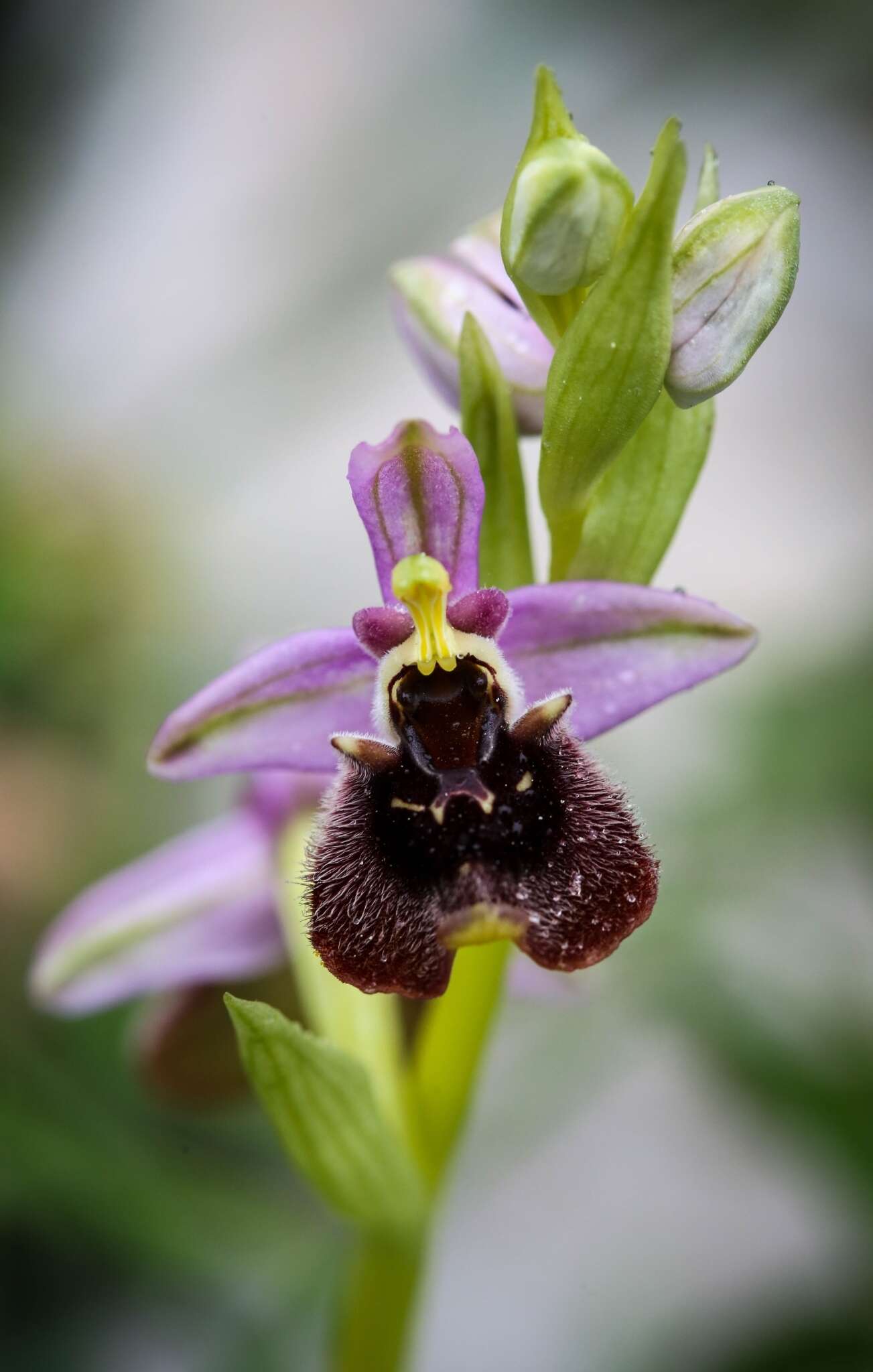 Image of Ophrys fuciflora subsp. bornmuelleri (M. Schulze) B. Willing & E. Willing