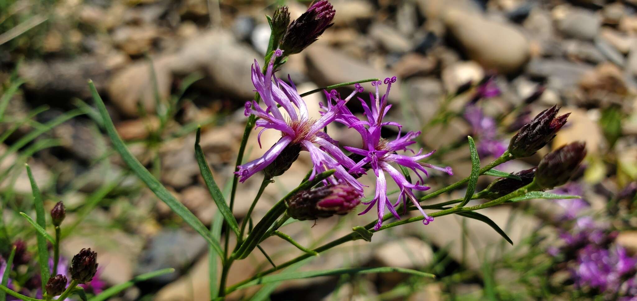 صورة Vernonia lettermannii Engelm. ex A. Gray