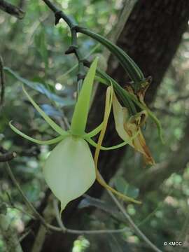 Image de Angraecum praestans Schltr.