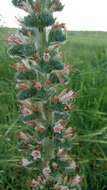 Echium glomeratum Poir.的圖片