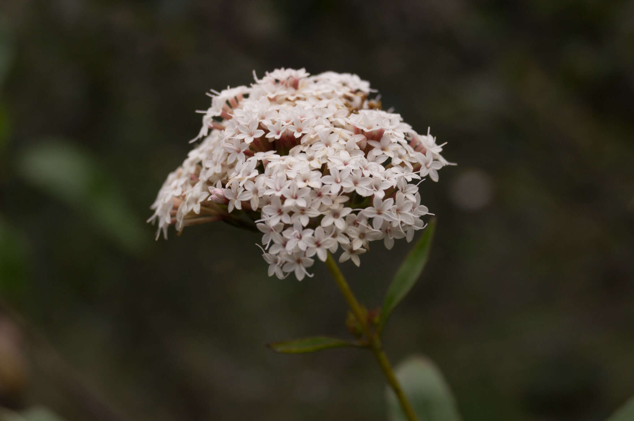 Image of willowleaf candyleaf